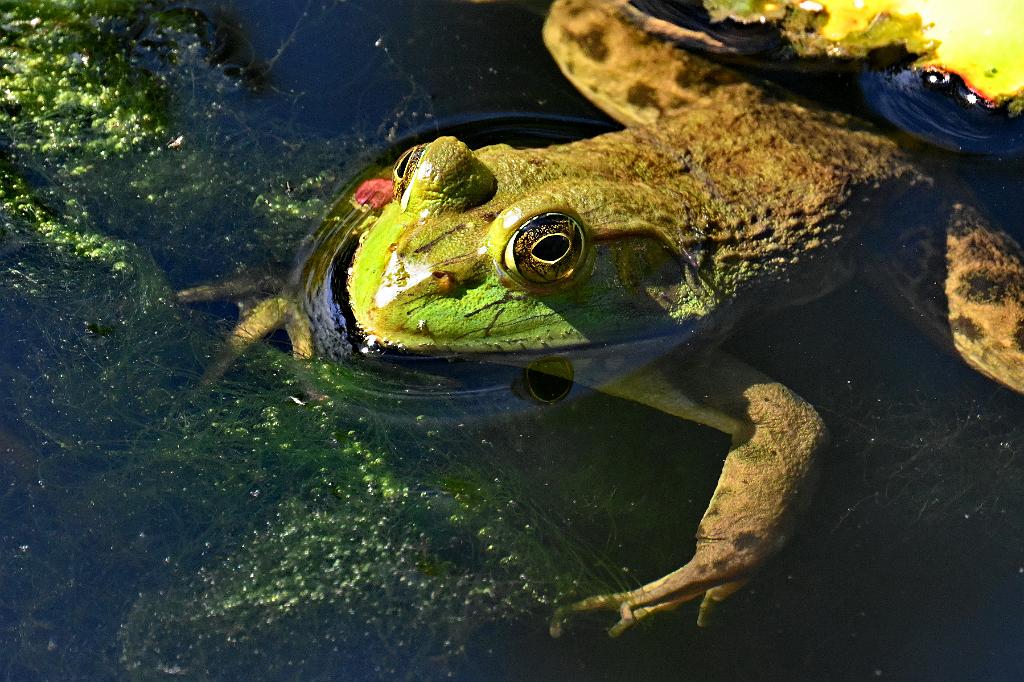 2025-08190138 Tower Hill Botanic Garden, MA.JPG - Green Frog. New England Botanic Garden at Tower Hill, MA, 8-19-2025